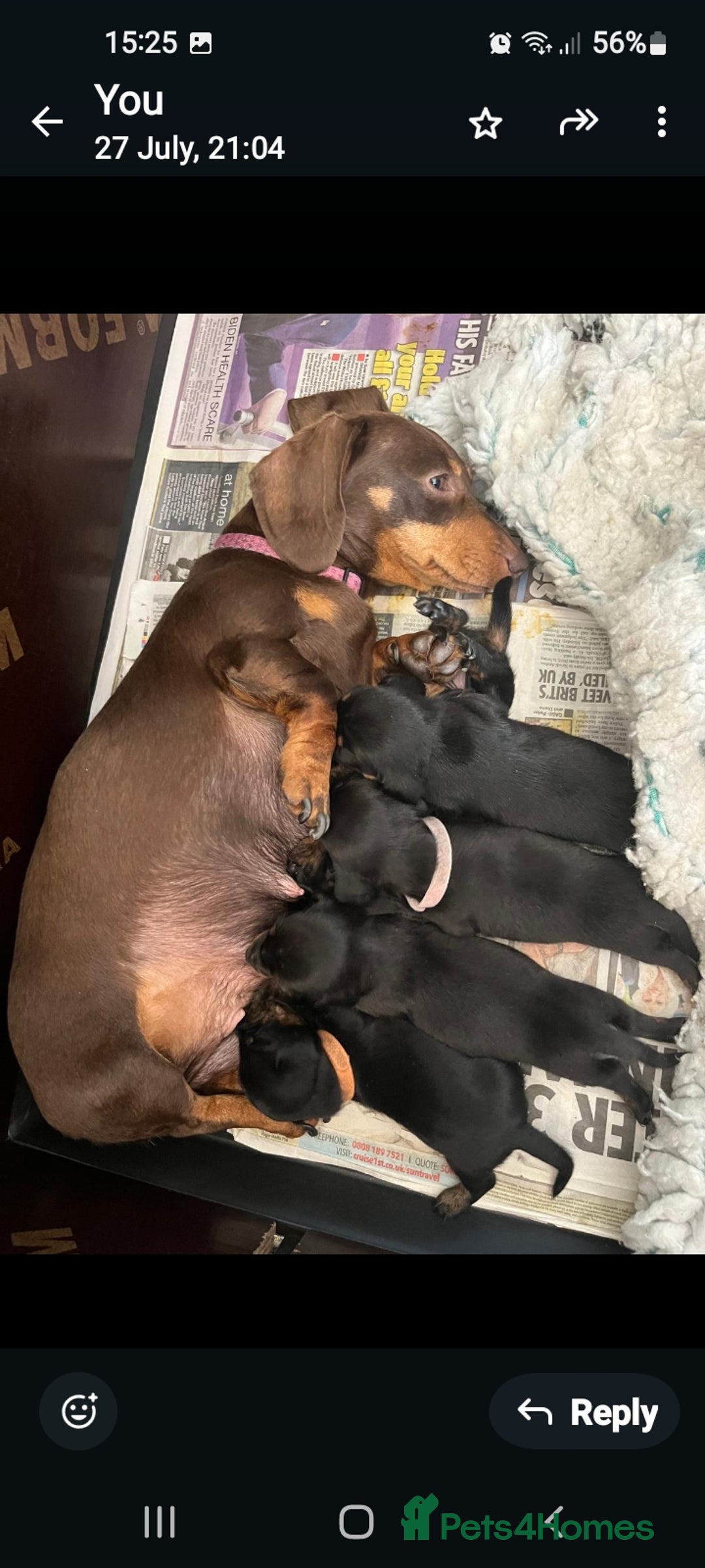 Miniature Dachshund dogs for sale: Smooth haired minature dacshund  - Image 1
