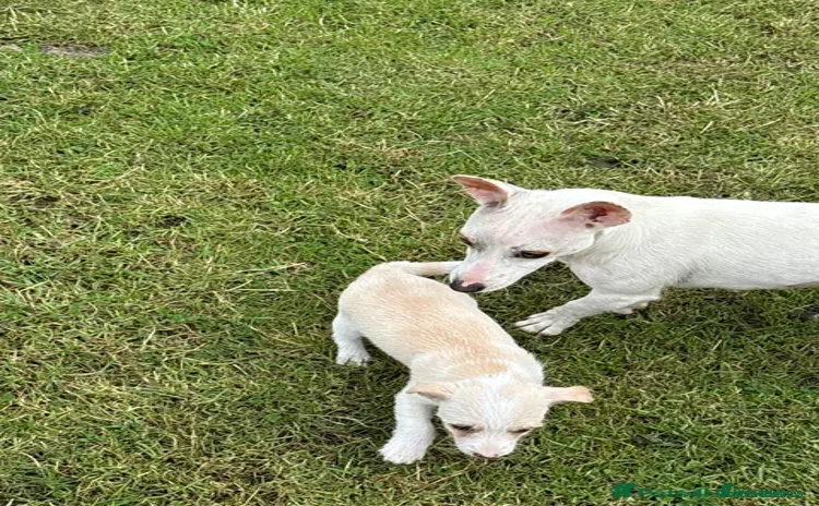 Mixed Breed dogs - Advert 2