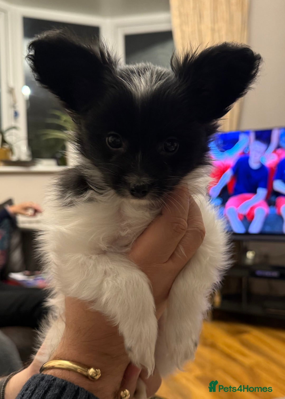 Papillon dogs for sale: Gorgeous litter of Papillon puppies for sale - Advert 23