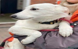 Mixed Breed dogs for adoption: Adorable Abbie is still Looking for Love 🐾 - Image 2