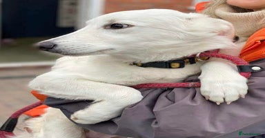 Mixed Breed dogs - Advert 4