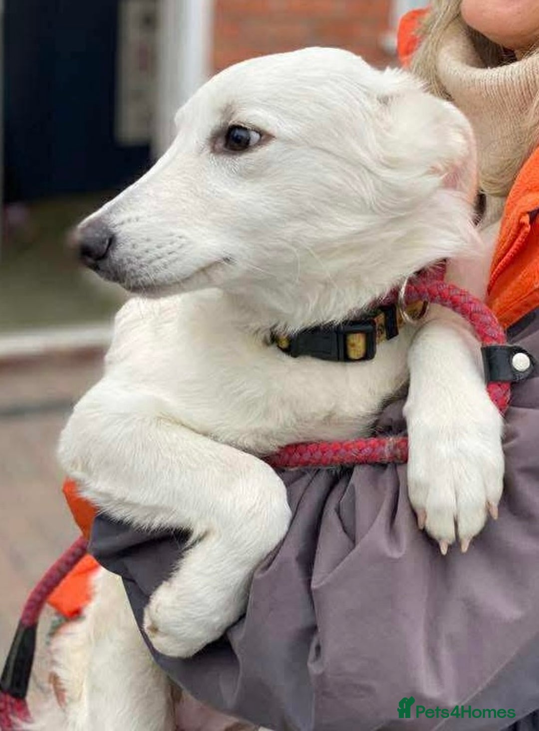 Mixed Breed dogs for adoption: Adorable Abbie is still Looking for Love 🐾 - Image 2