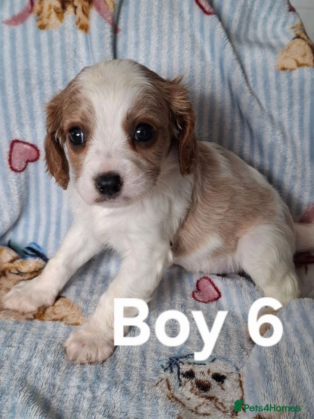 Cavapoo dogs for sale: Cavapoo flb  - Advert 11