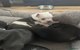Mixed Breed dogs for sale: American French bulldog  - Image 14