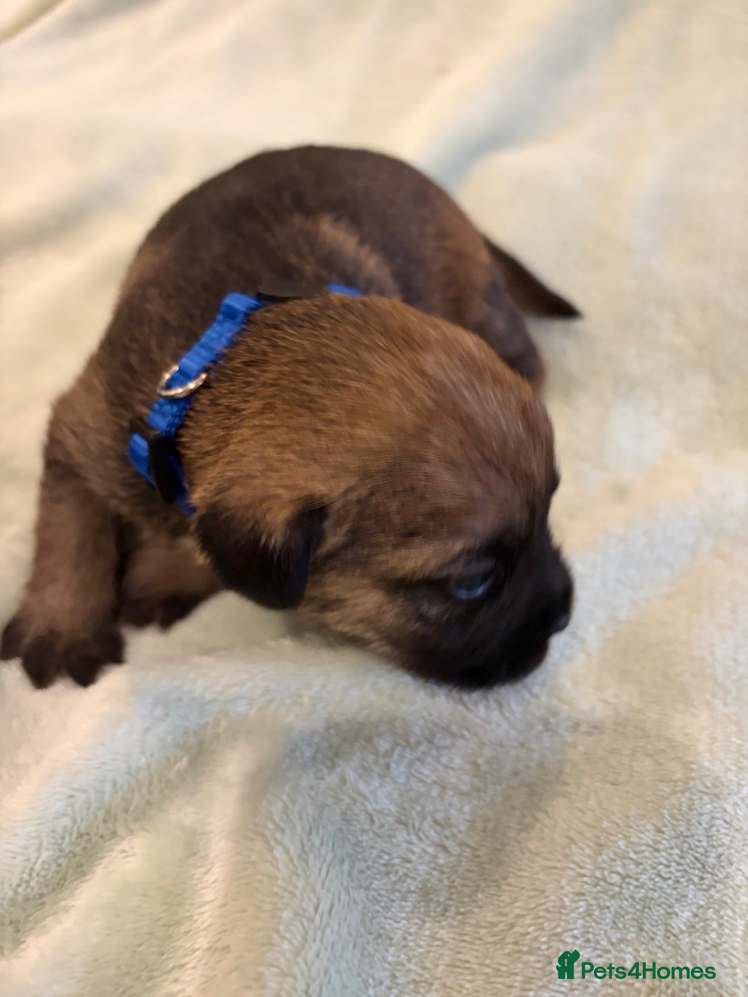 Border Terrier dogs KC Reg Border Terrier Pups - Advert 1
