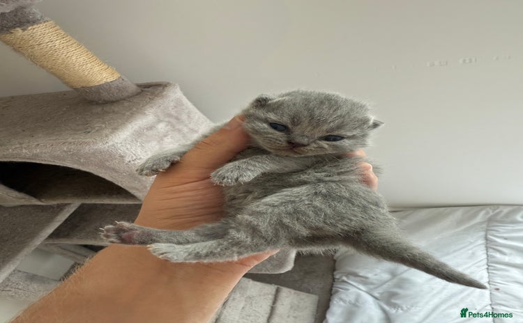 British Shorthair cats - Advert 11