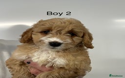 Cockapoo dogs for sale: Stunning Health Tested Cockapoo Puppies - Image 1