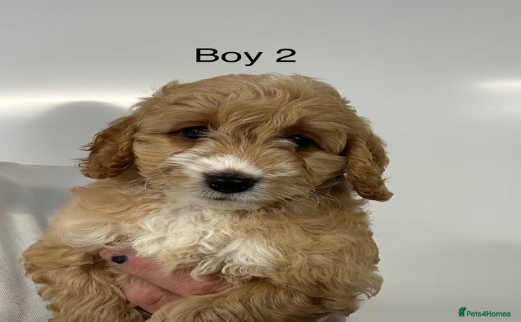Cockapoo dogs - Advert 2