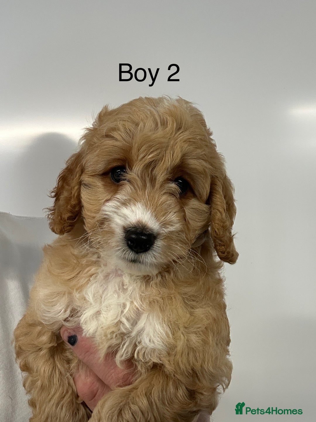 Cockapoo dogs for sale: Stunning Health Tested Cockapoo Puppies - Image 1