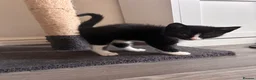 Mixed Breed cats for sale: Gorgeous kittens for sale  - Advert 4