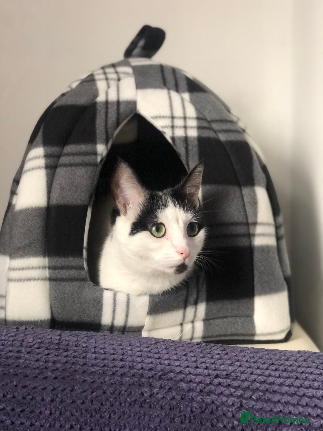 Mixed Breed cats for sale: 2 cats for rehoming - Advert 10