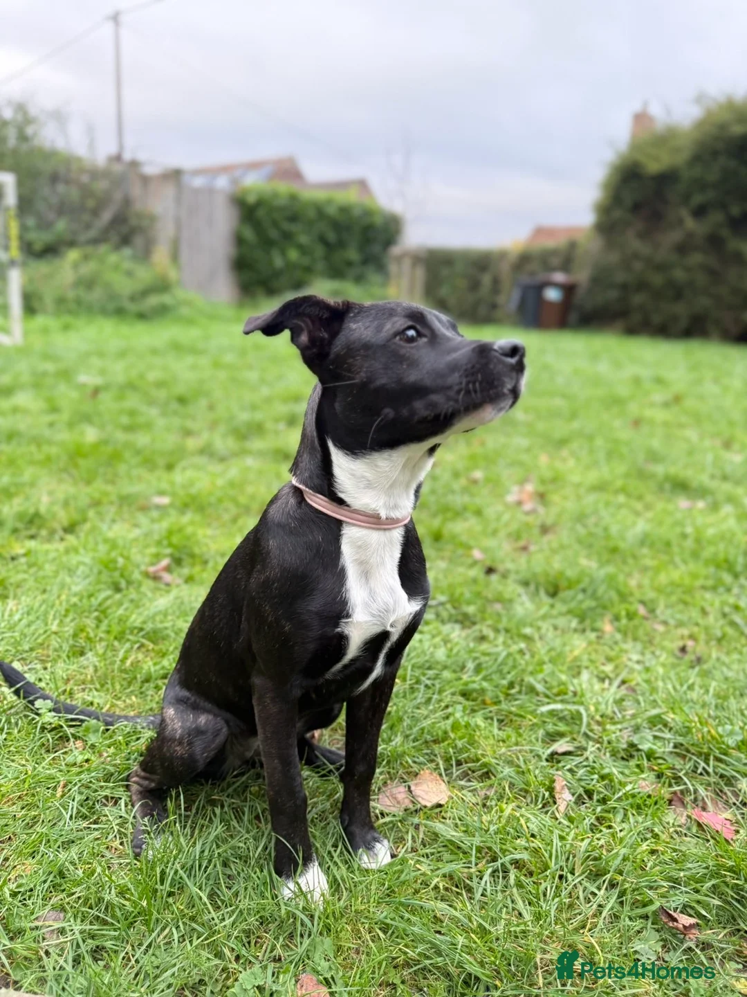 Mixed Breed dogs for sale: 10month old StaffyxHusky  in Basingstoke - Advert 1