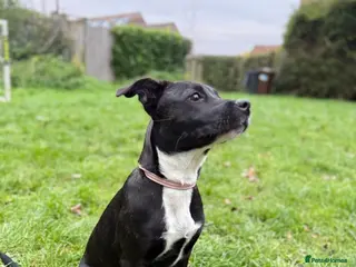 Mixed Breed dogs 10month old StaffyxHusky - Advert 14
