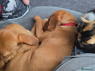 Labrador Retriever dogs - Advert 33