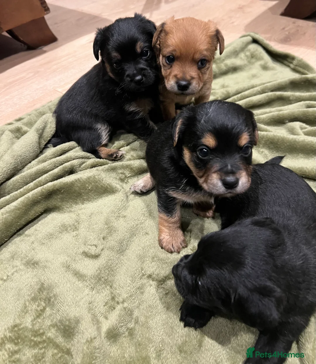 Mixed Breed dogs for sale: Chihuahua x Jack Russel  - Advert 7