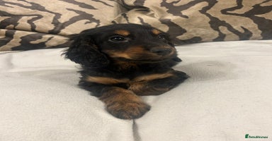 Cockapoo dogs - Advert 12