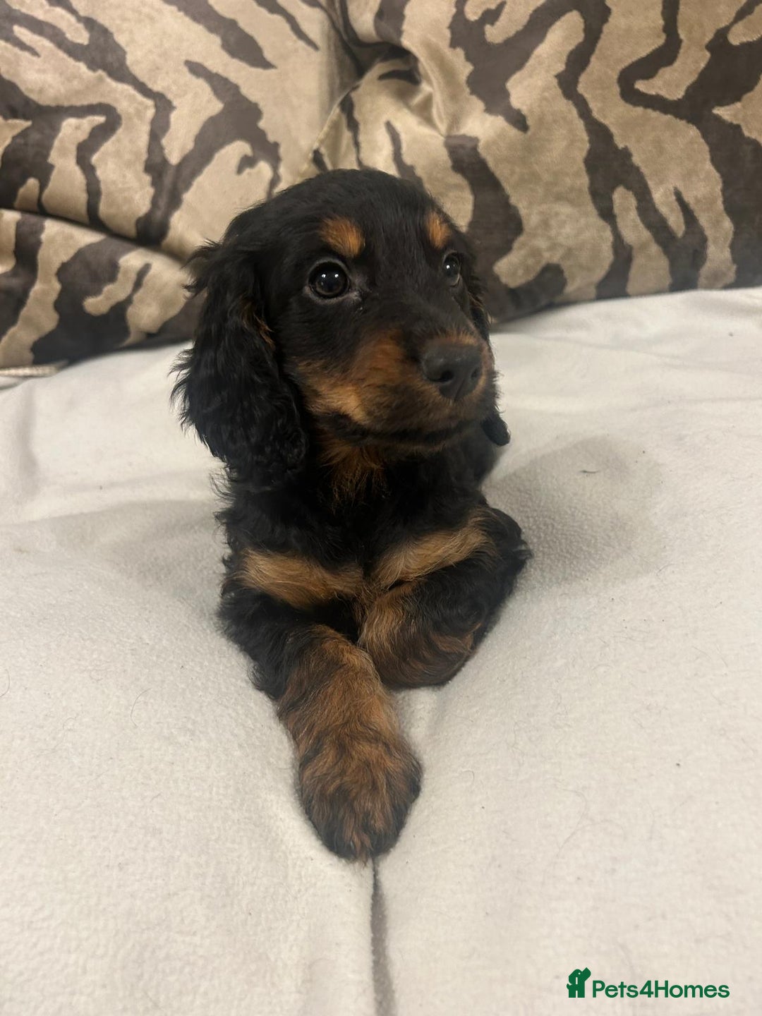 Cockapoo dogs for sale: F1 cockapoo puppies  - Image 8