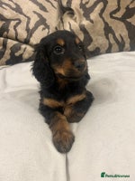 Cockapoo dogs - Advert 12