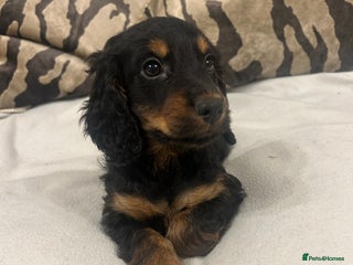 Cockapoo dogs - Advert 4