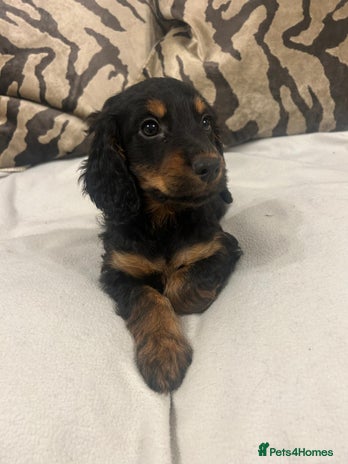 Cockapoo dogs - Advert 4