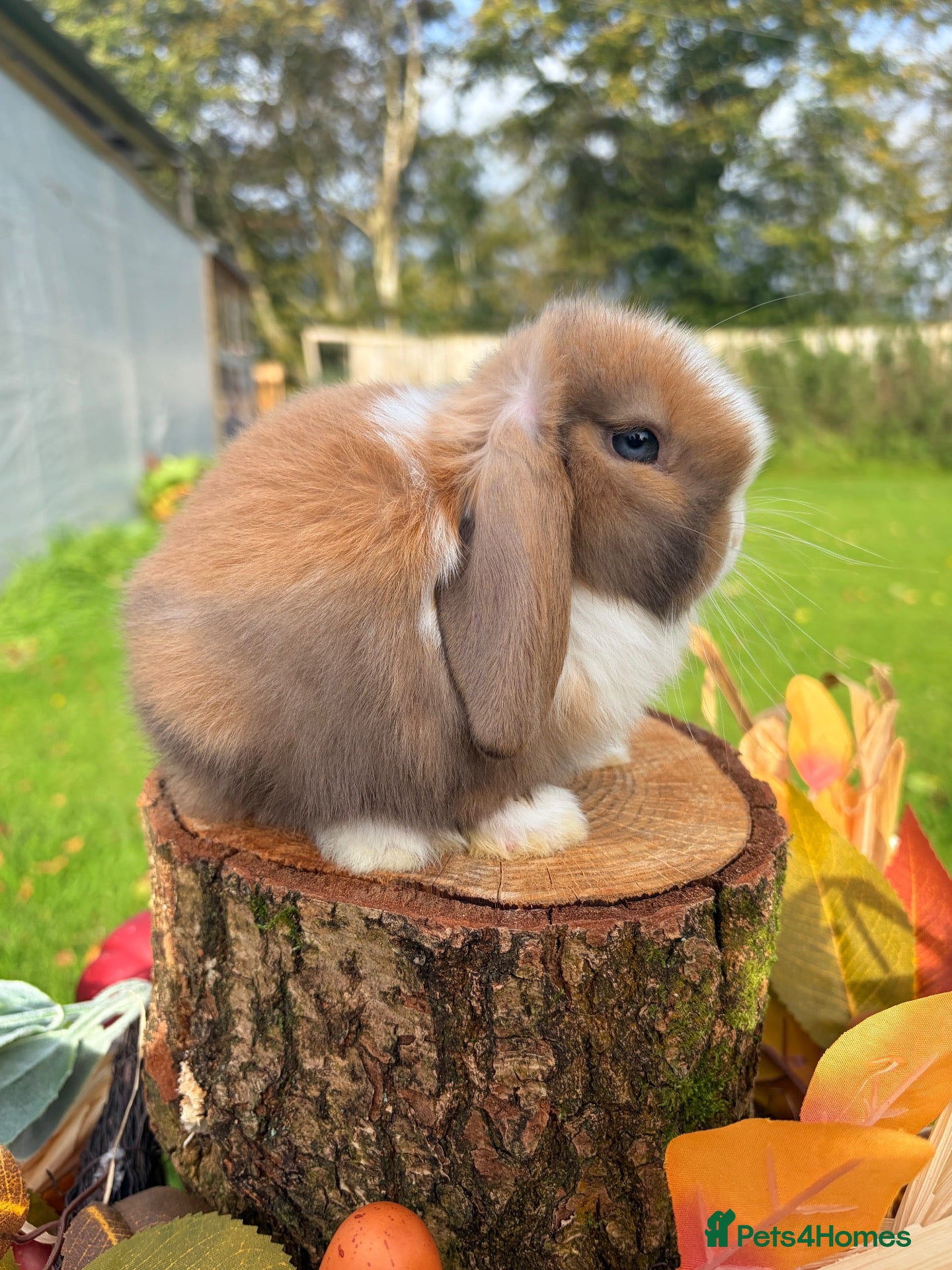 Mini Lop rabbits for sale: Friendly Baby Mini Lops - Advert 5