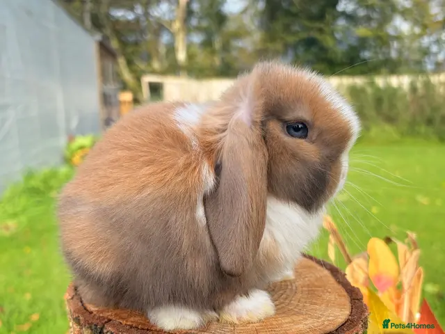 Mini Lop rabbits for sale: Friendly Baby Mini Lops - Advert 5
