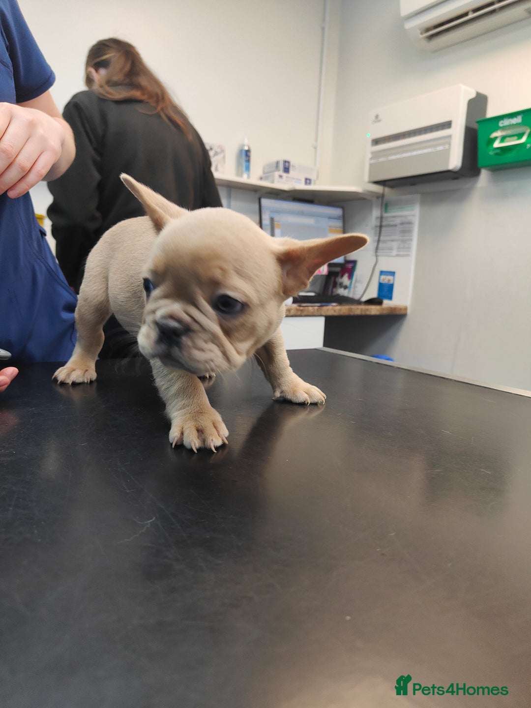 French Bulldog dogs for sale: 🐾Rare NewShade L4 French Bulldogs kC registered🐾 - Image 16