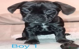 Mixed Breed dogs for sale: FROCKERS. (French bulldog cross cocker spaniel) - Image 6
