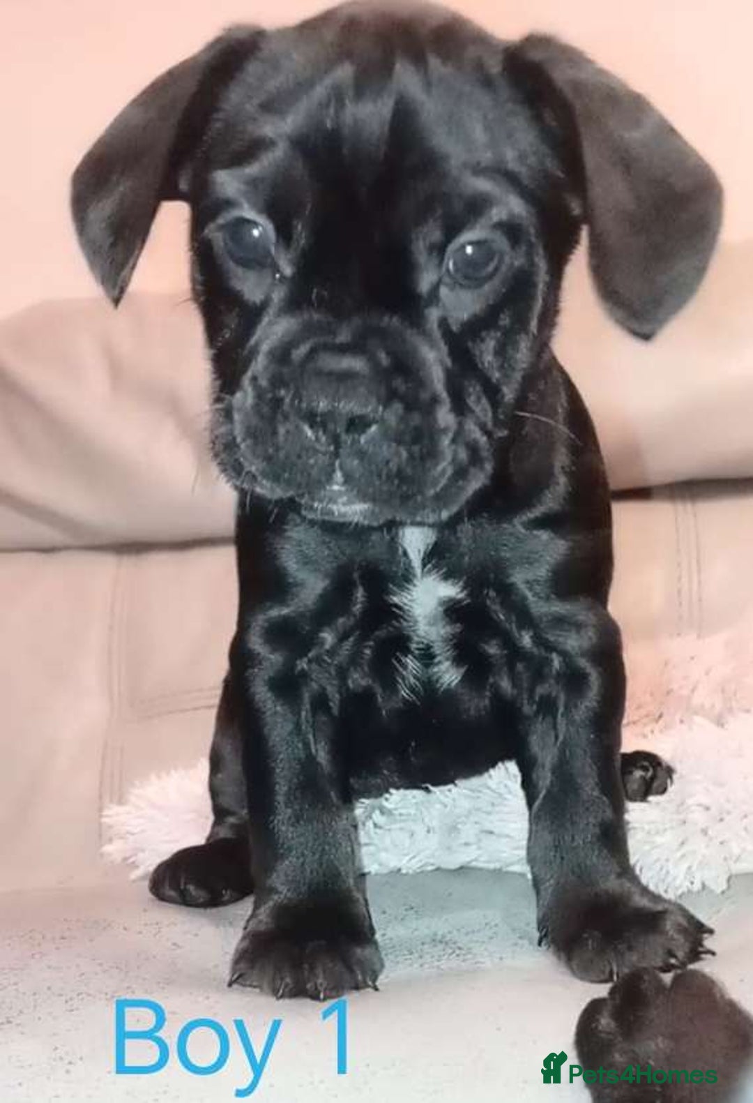 Mixed Breed dogs for sale: FROCKERS. (French bulldog cross cocker spaniel) - Image 6