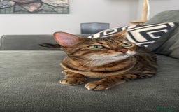 Bengal cats for sale: 4 year old female bengal - Image 1