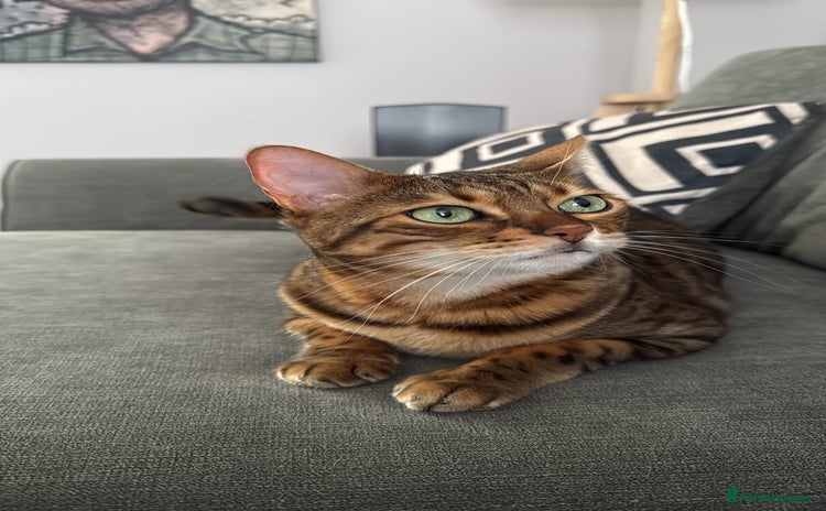 Bengal cats - Advert 8