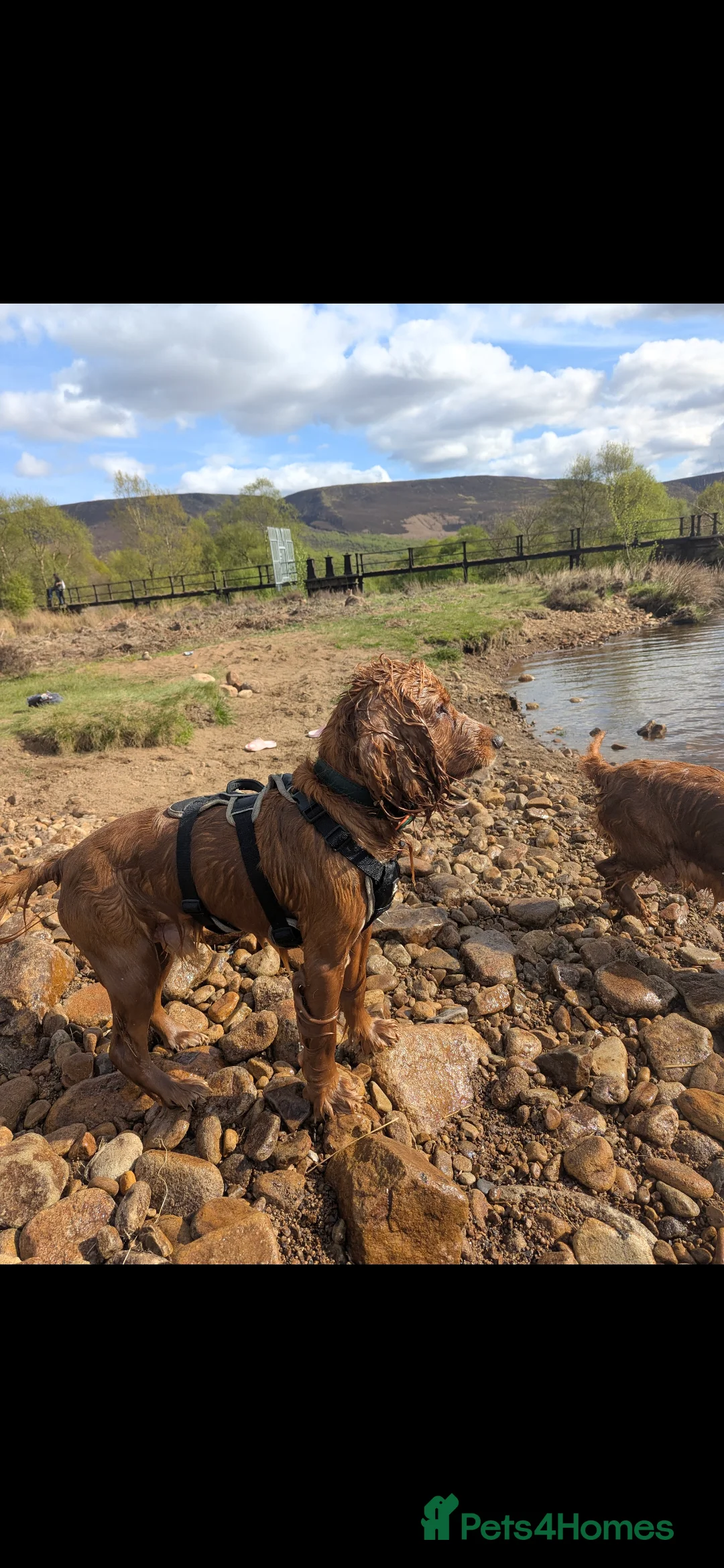 Cocker Spaniel dogs for sale: Male working cocker spaniel  - Advert 7