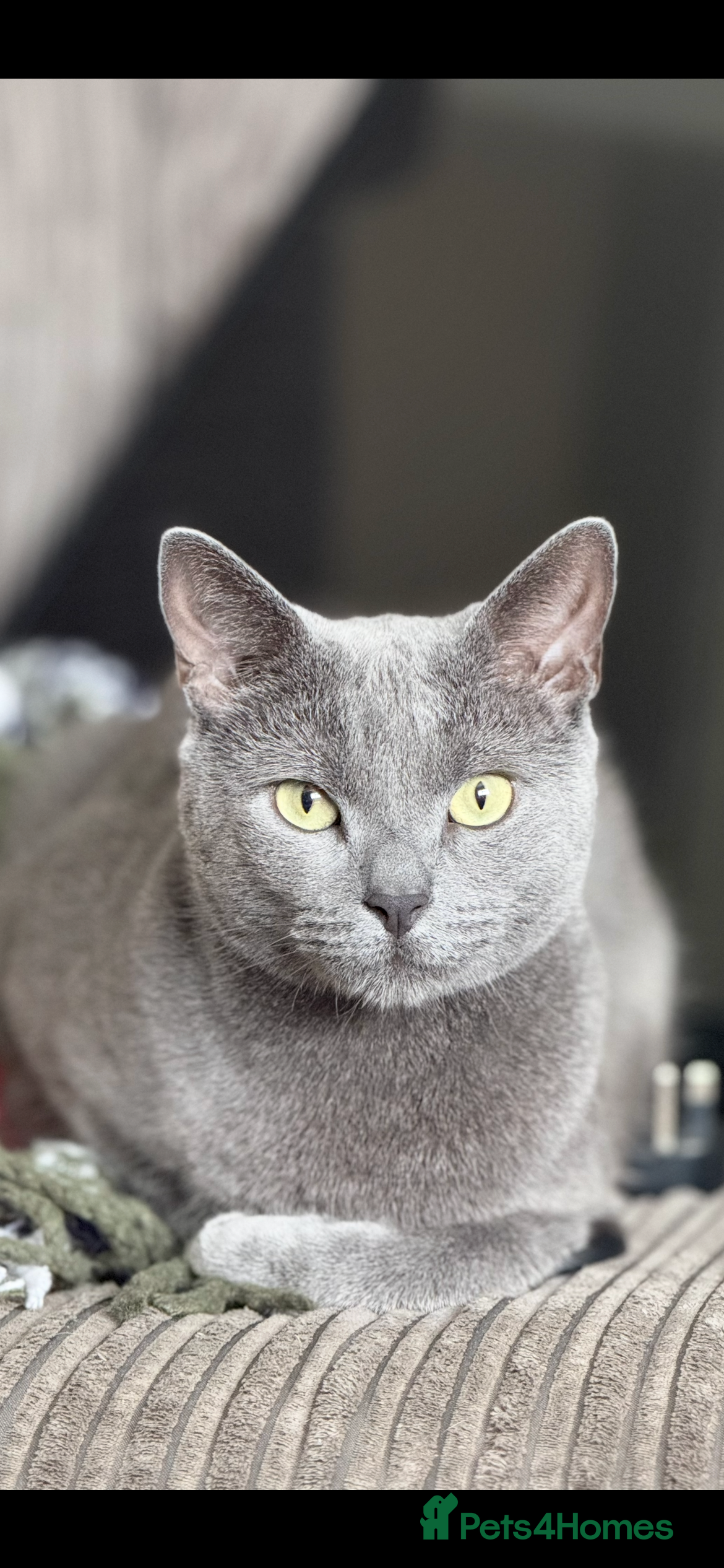 Domestic Shorthair cats Blue male cat - Advert 2