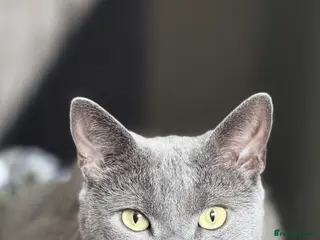 Domestic Shorthair cats Blue male cat - Advert 10