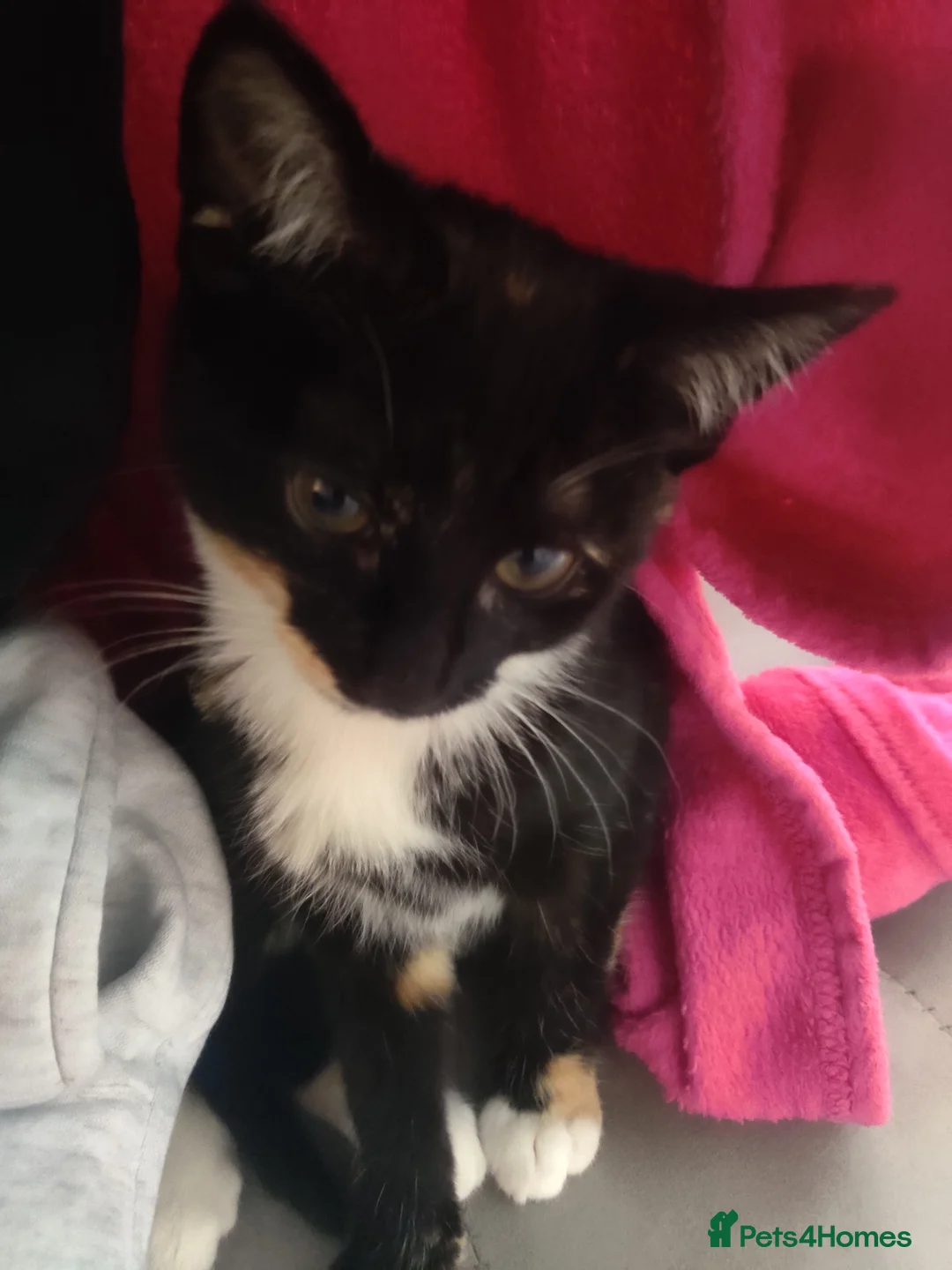 British Shorthair cats for sale: Black and tortie kittens ( mother for sale too) - Advert 4