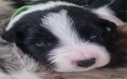 Border Collie dogs for sale: Border collie puppies with KC registered parents - Image 9
