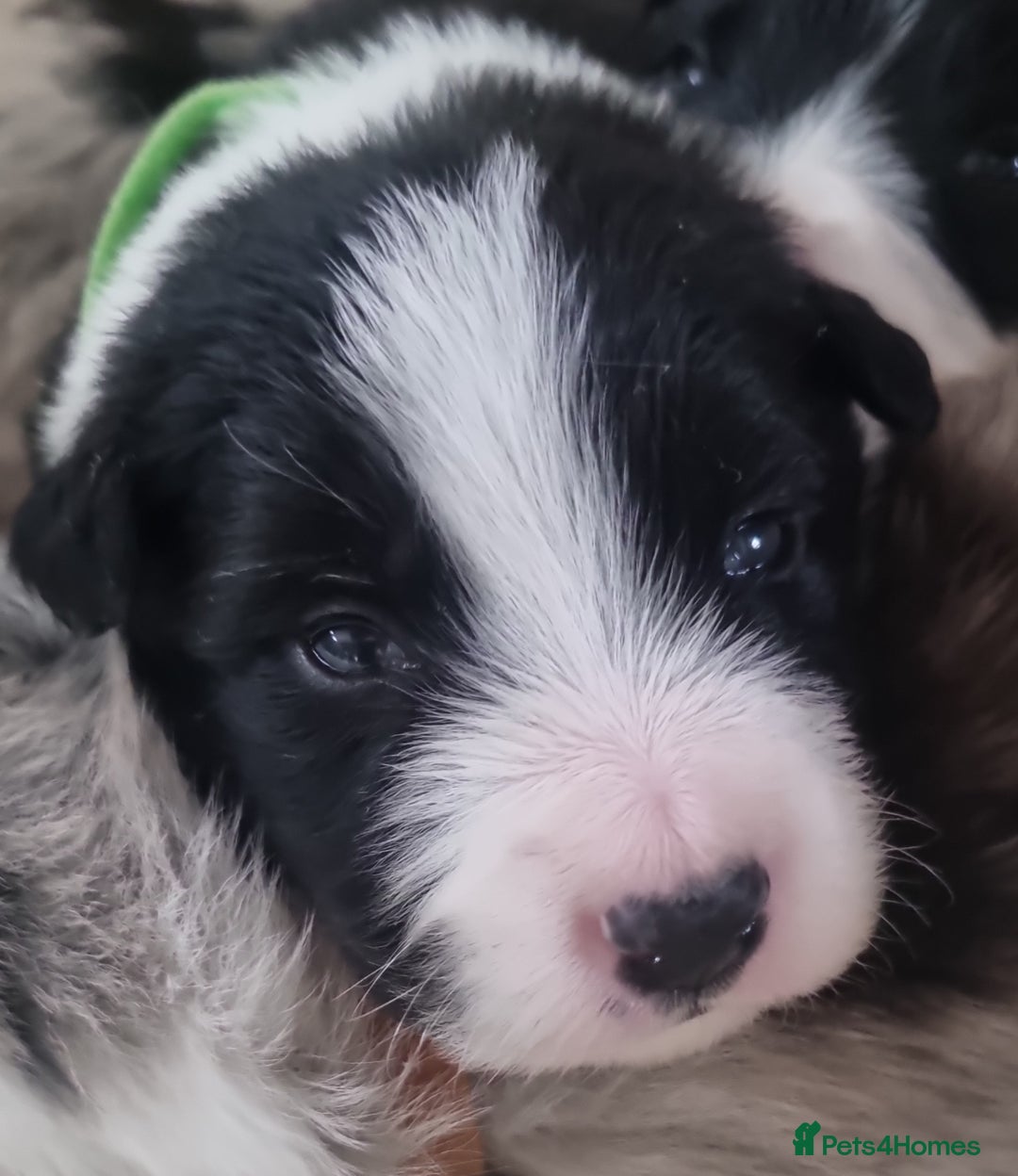 Border Collie dogs for sale: Border collie puppies with KC registered parents - Image 9