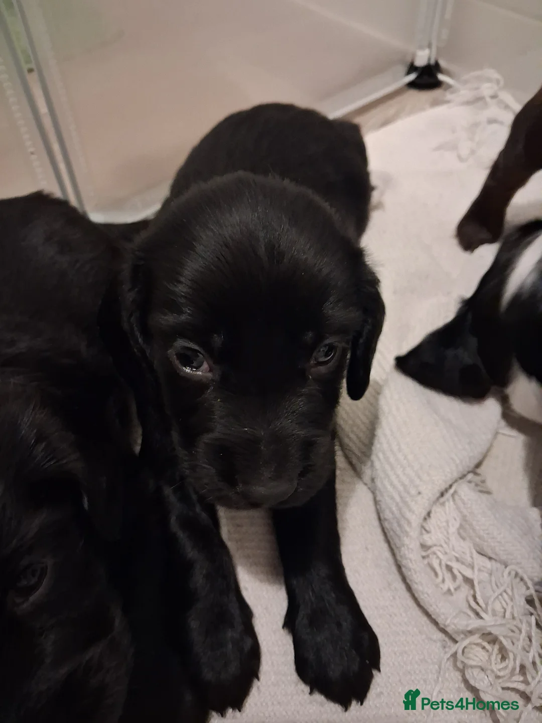 Mixed Breed dogs for sale: ☆six beautiful male puppys seeking forever homes☆ - Advert 21