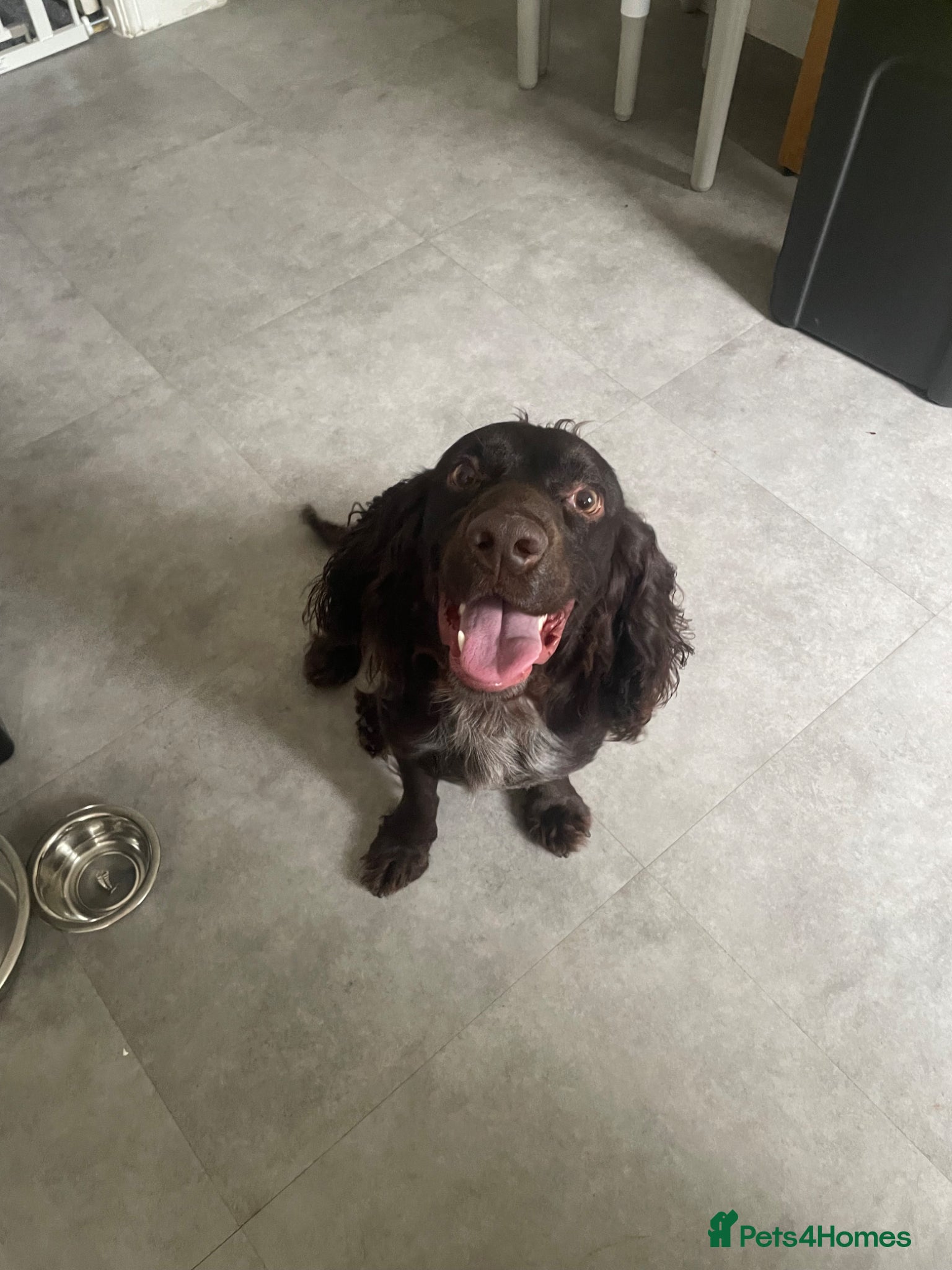 American Cocker Spaniel dogs for sale: 2 year old spaniel  - Advert 1
