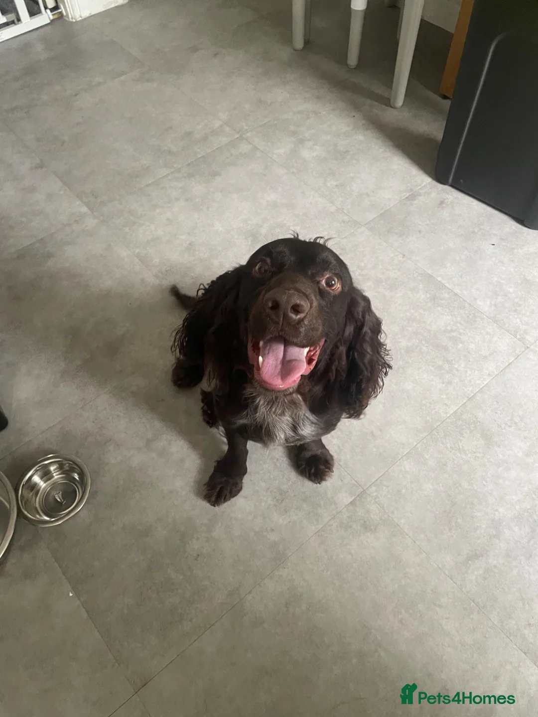 American Cocker Spaniel dogs for sale: 2 year old spaniel  - Advert 2