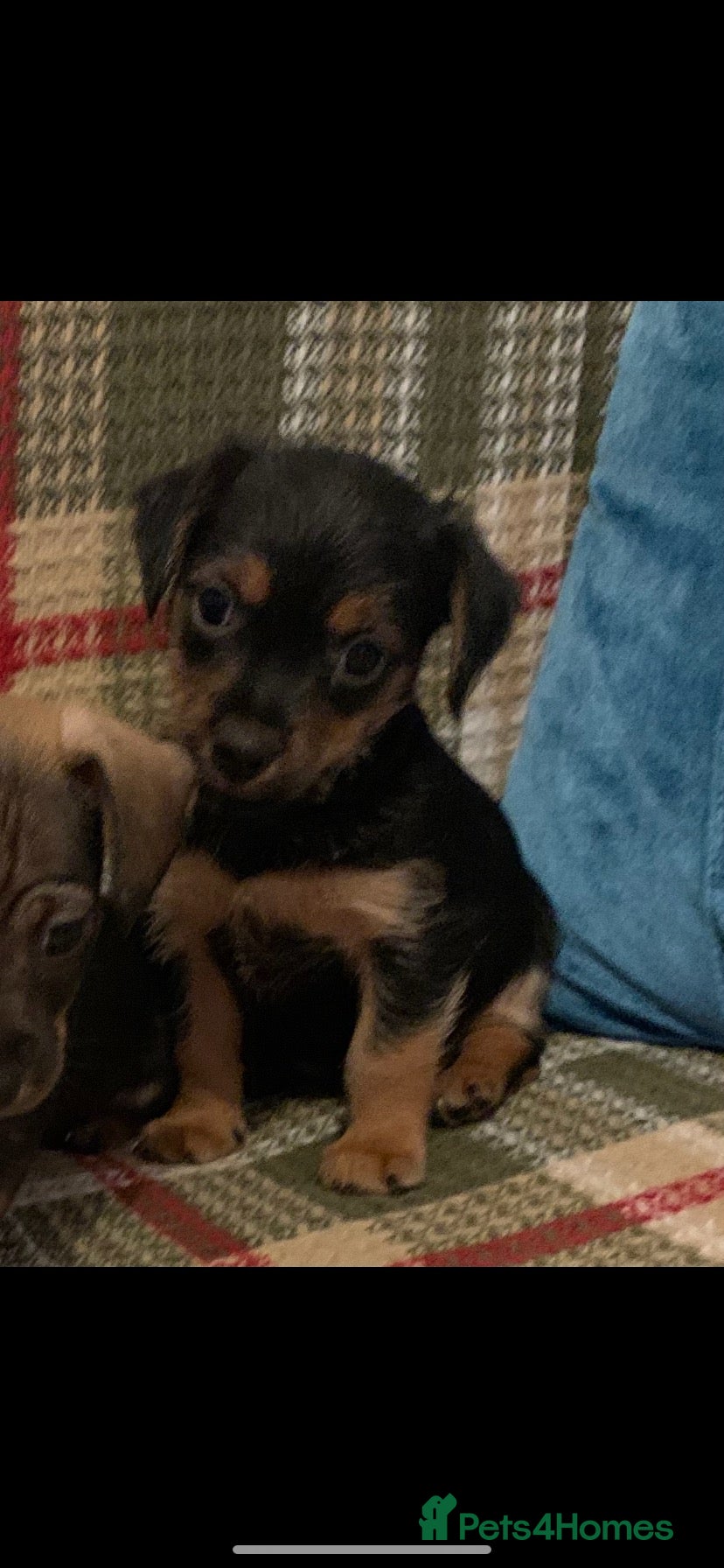 Mixed Breed dogs Dashund and Yorkshire terrier puppies - Advert 2