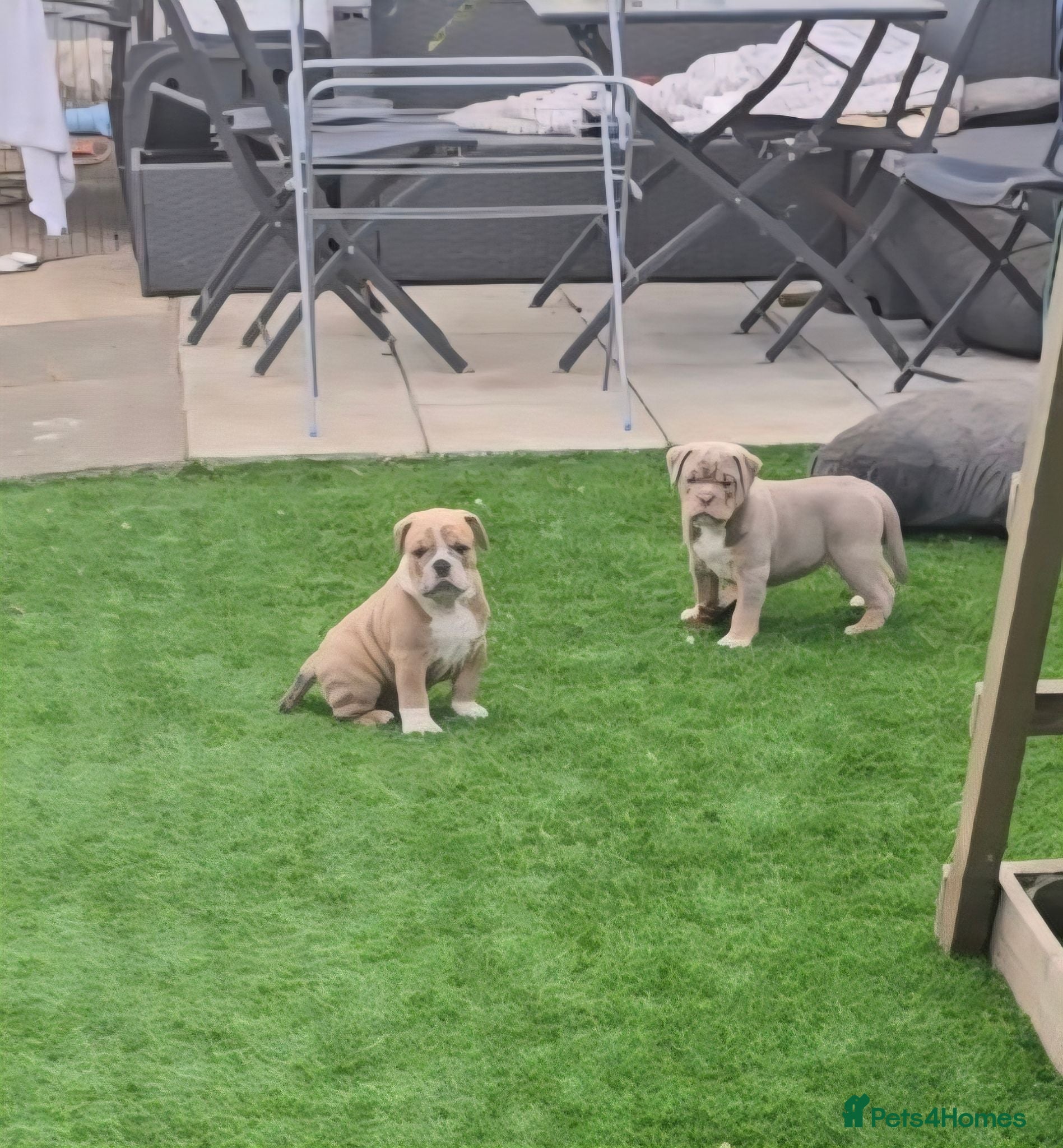 Olde English Bulldogge dogs Stunning Olde English Bulldogge Pups - Advert 15