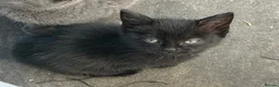 Mixed Breed cats for sale: Beautiful black kitten available  - Advert 2
