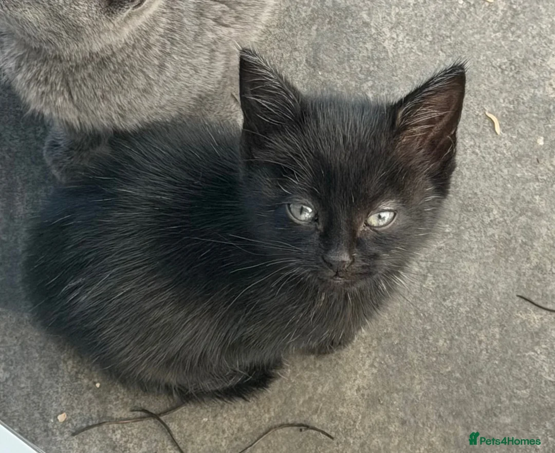Mixed Breed cats for sale: Beautiful black kitten available  - Advert 2