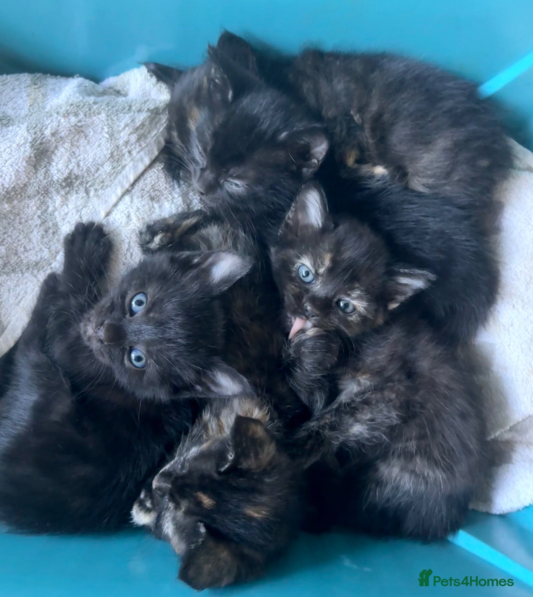 Mixed Breed cats 5 Mixed Coloured Kittens Available! - Advert 9