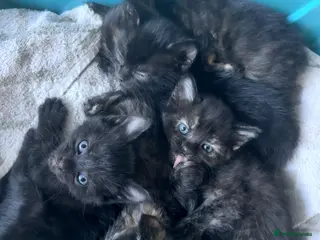 Mixed Breed cats 5 Mixed Coloured Kittens Available! - Advert 4