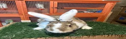 Continental Giant rabbits for sale: Pure breed continental giants female  - Advert 9