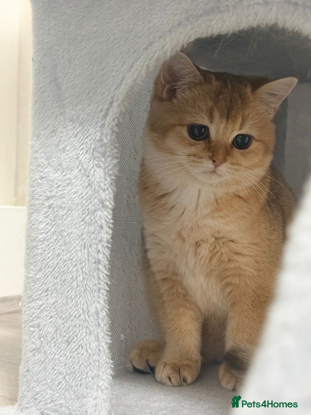 British Shorthair cats for sale: British shorthair 2 kittens - Advert 11