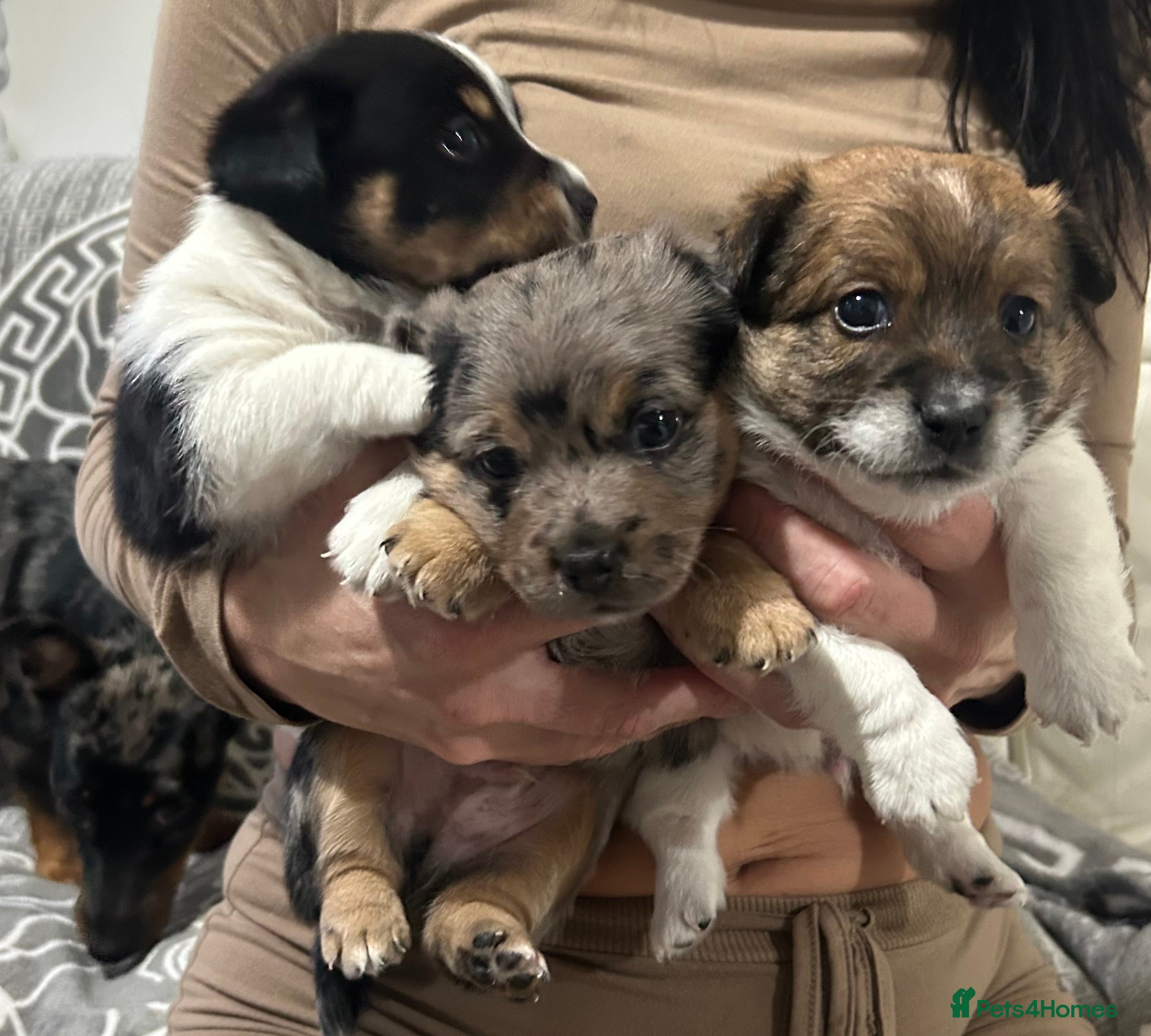 Jack Russell dogs Beautiful Jack Russell Terrier puppies available  - Advert 14