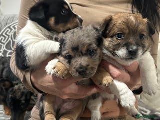 Jack Russell dogs Beautiful Jack Russell Terrier puppies available - Advert 14